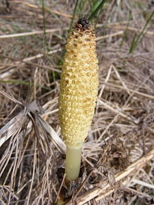 Field horsetail medicinal