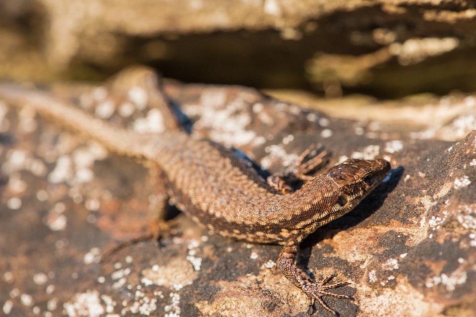 Brown animal nature