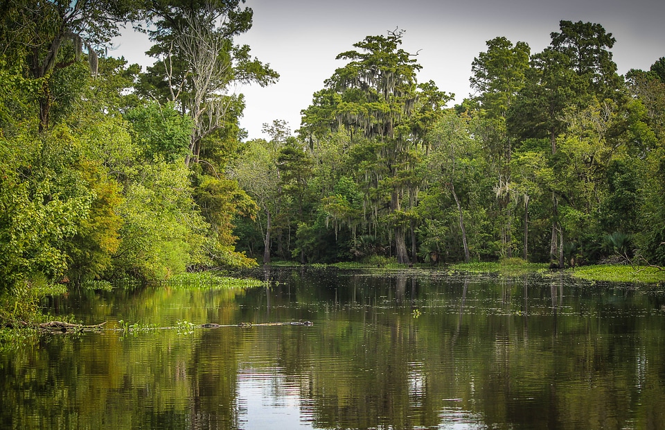 Wetland louisiana new orleans