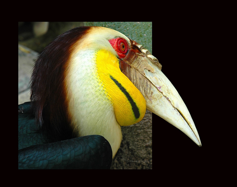 Toucan tropical bird frame