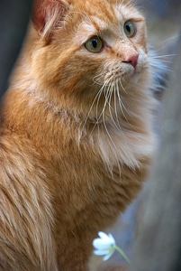 Red cat cats portrait of cat