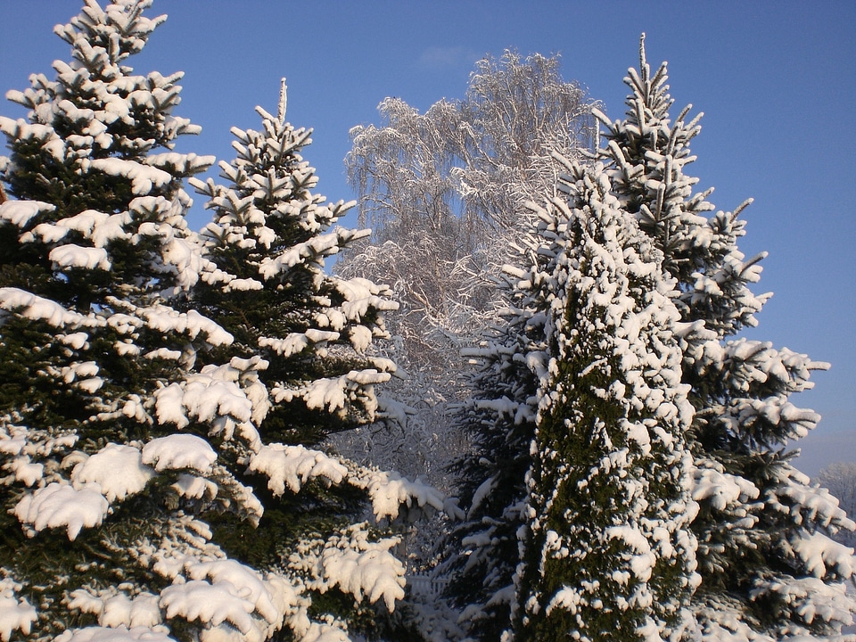 Winter frost winter magic
