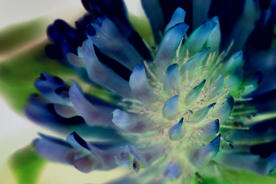 False color flowers close up