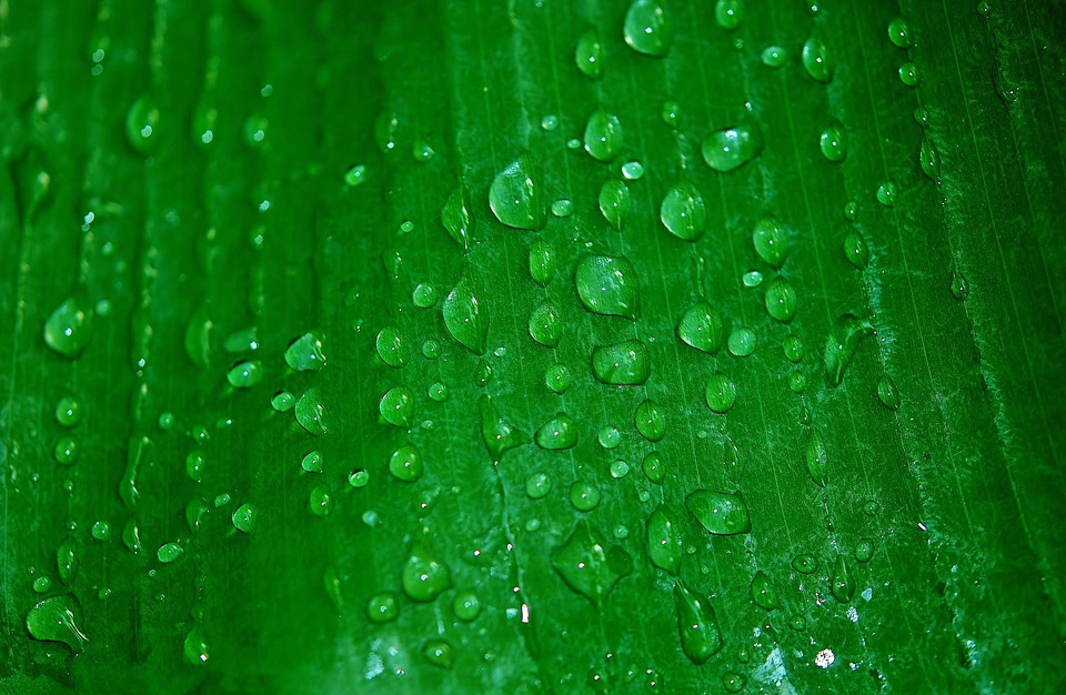 Green macro nature