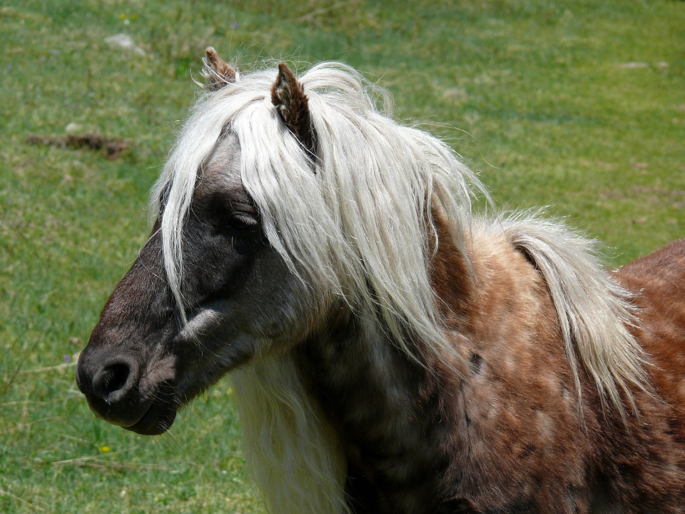 Close up mammal horse