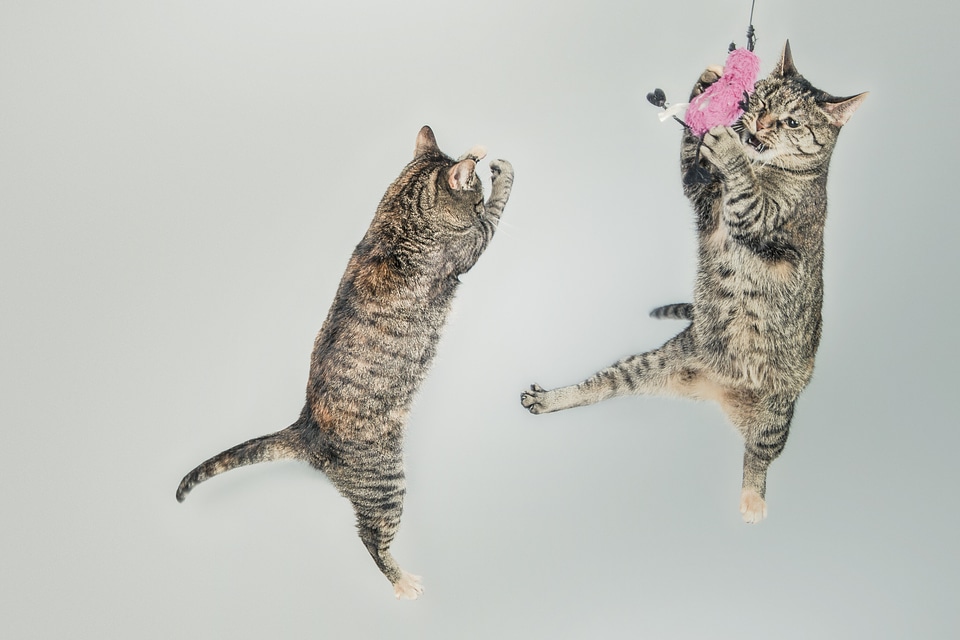 Playful feline kitten