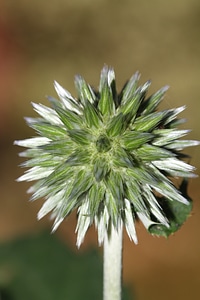Bloom nature garden