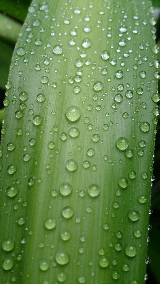 Nature water plant