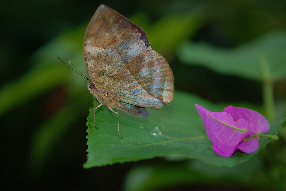 Nature fauna insect