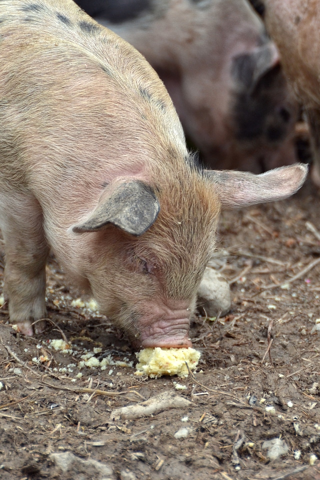 Farm youngster piglet