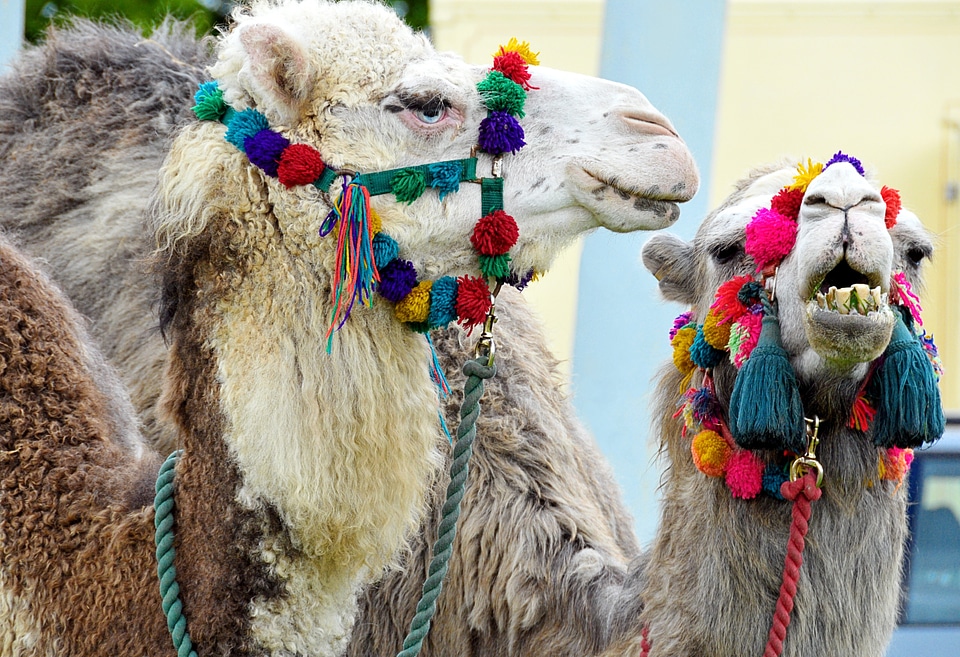 Desert livestock nature