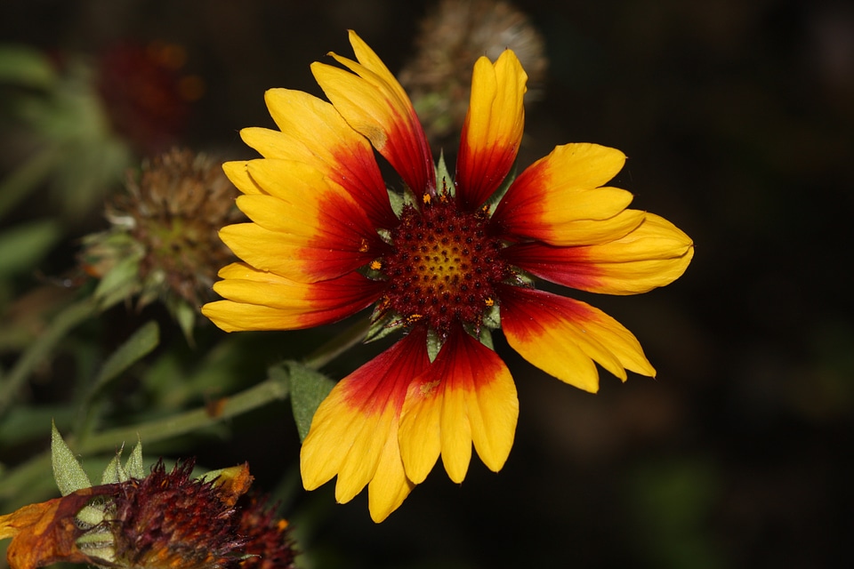 Spring garden blossom