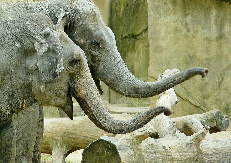 African bush elephant pachyderm animal portrait