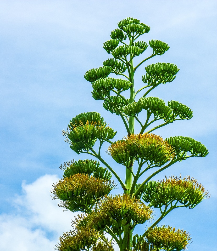 Agave flower agave plant