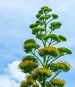 Agave flower agave plant