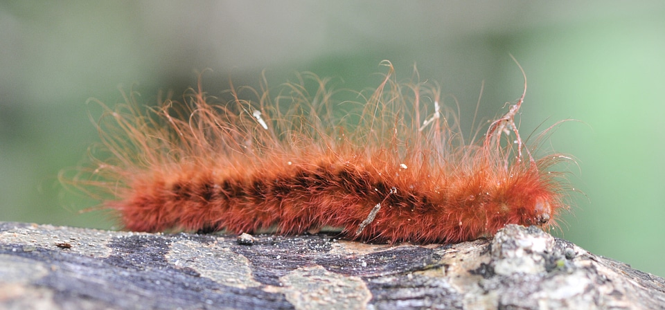 Larvae nature bug photo