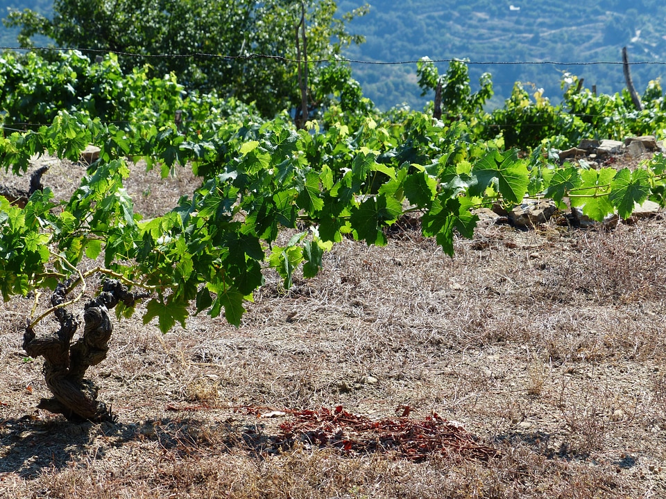 Wine winegrowing grapevine