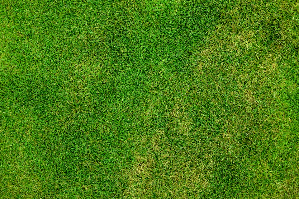 Background field fresh