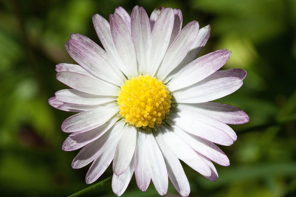 Monatsroeserl m p little daisy