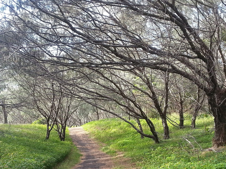 Woods forest path nature