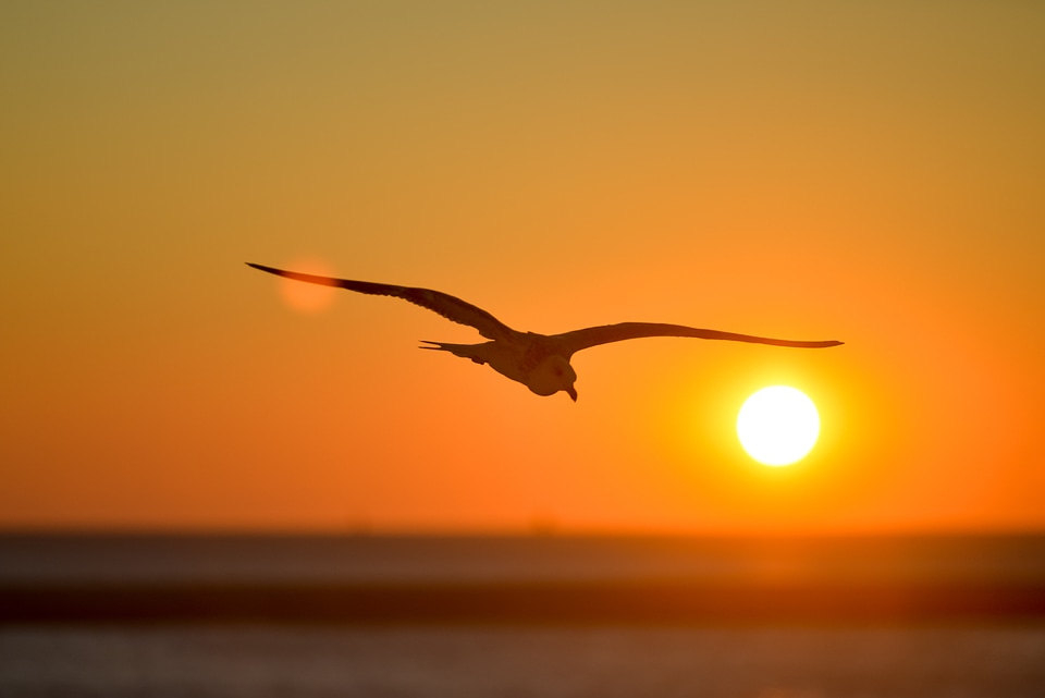 Backlight sunset orange