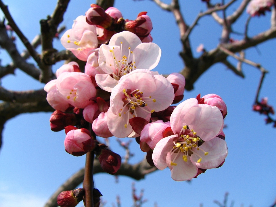 Spring plant cherry blossom