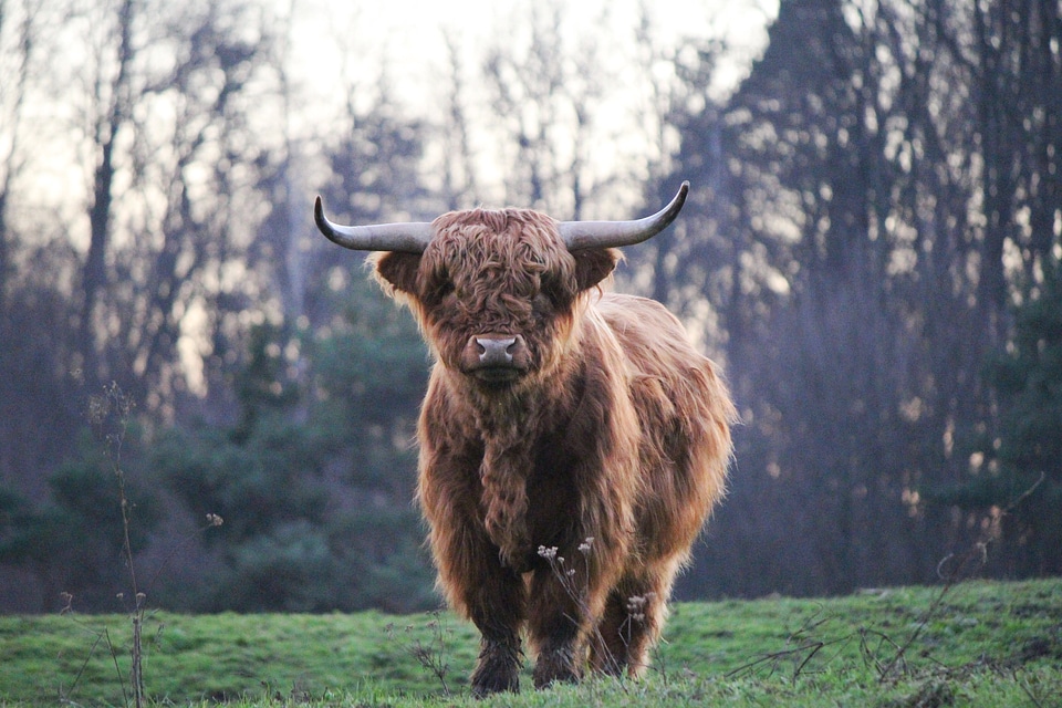 Highland cattle kyloe scottish beef