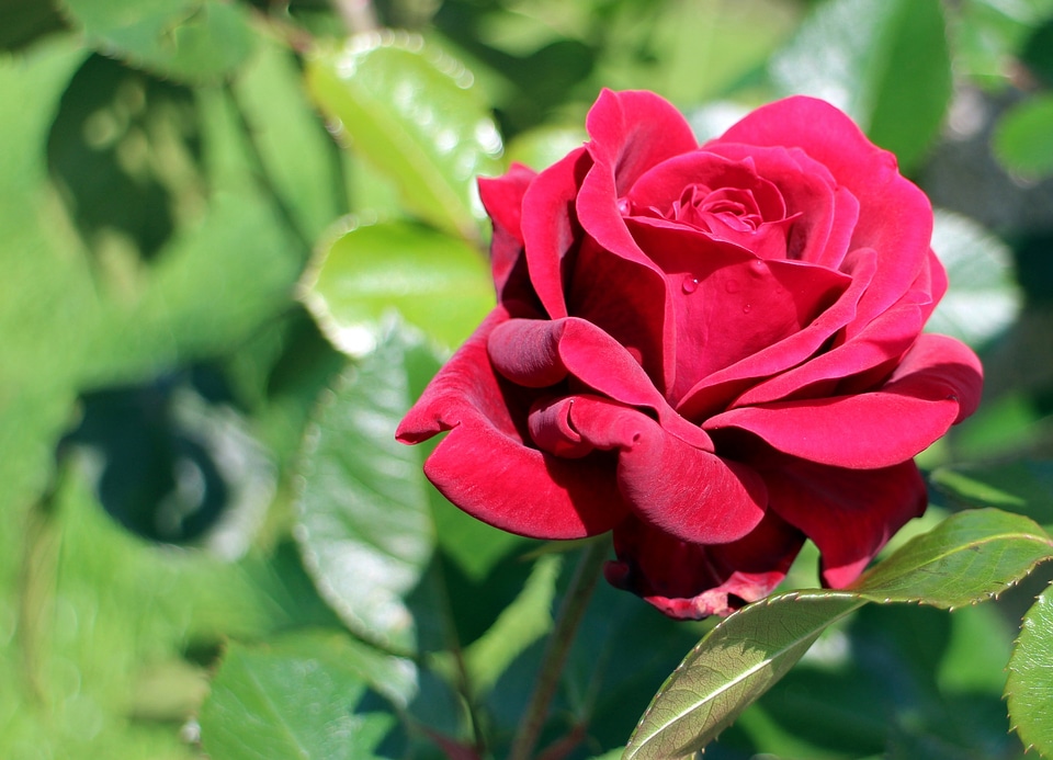 Bloom rose bloom red