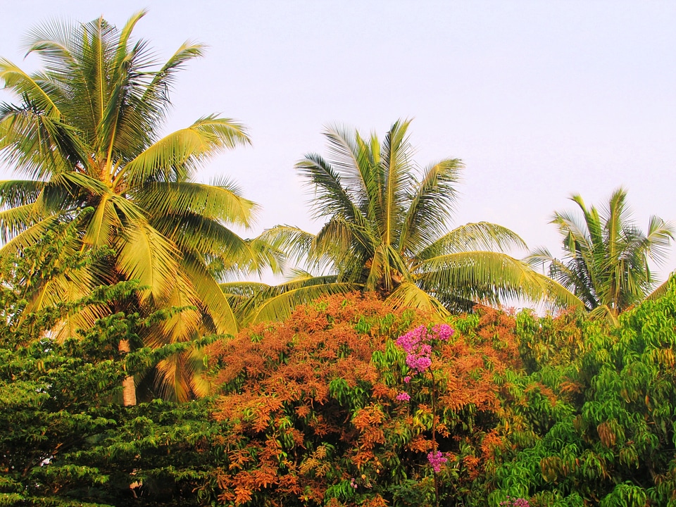 Palms coconut flowering photo