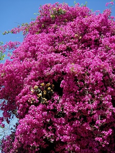 Deep pink bright flowers