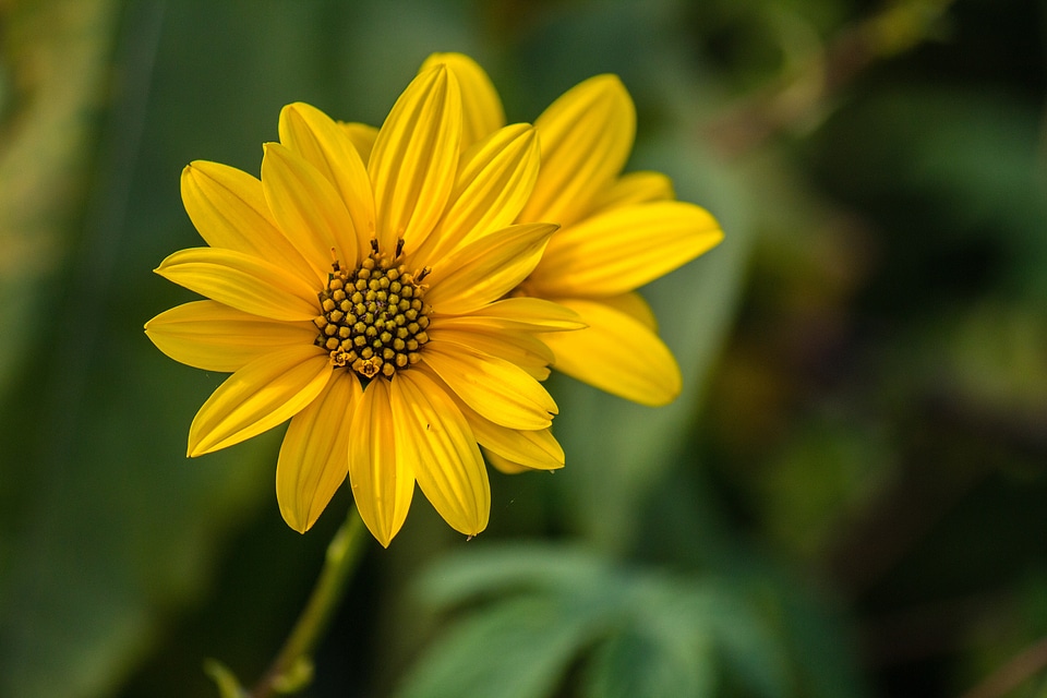 Bloom plants green