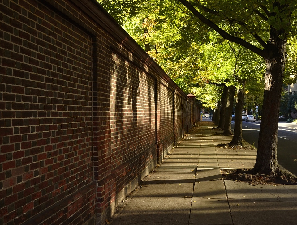 Shade trees city shadows photo