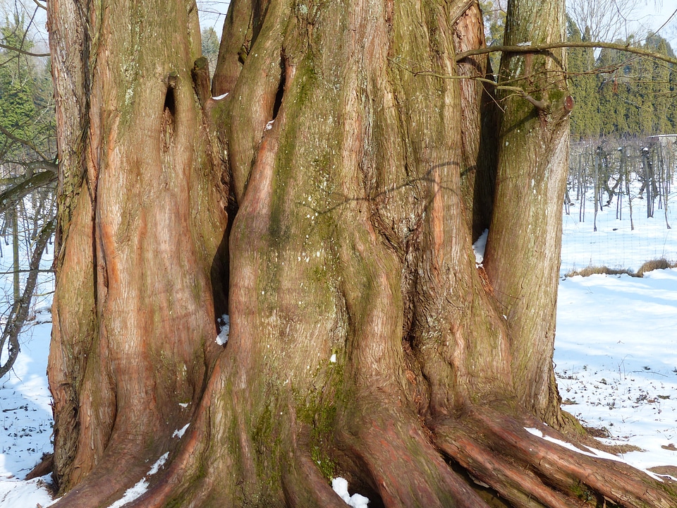 Geoskop redwood metasequoia glyptostroboides chinese redwood