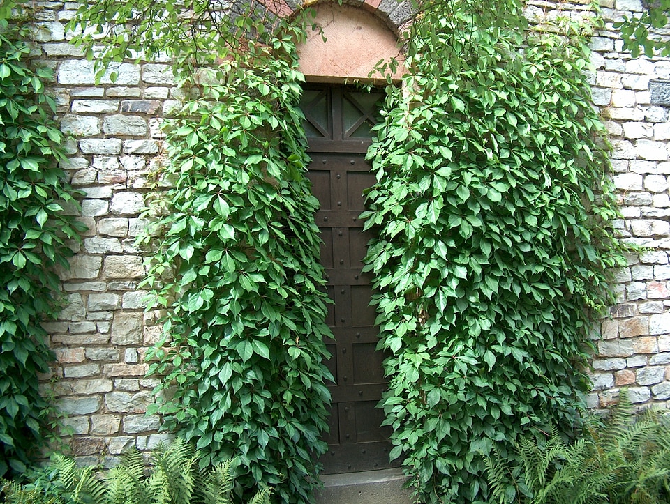 Ivy ivy trellis mysterious
