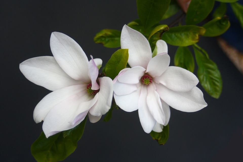 Spring blossom bloom