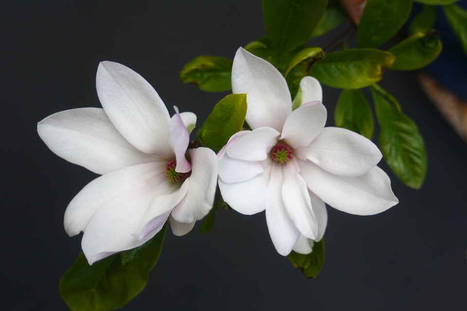 Spring blossom bloom photo