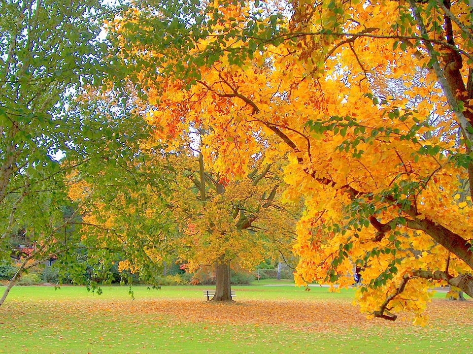 Fall leaves emerge autumn forest