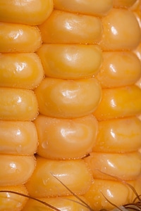 Zea mays cereals food