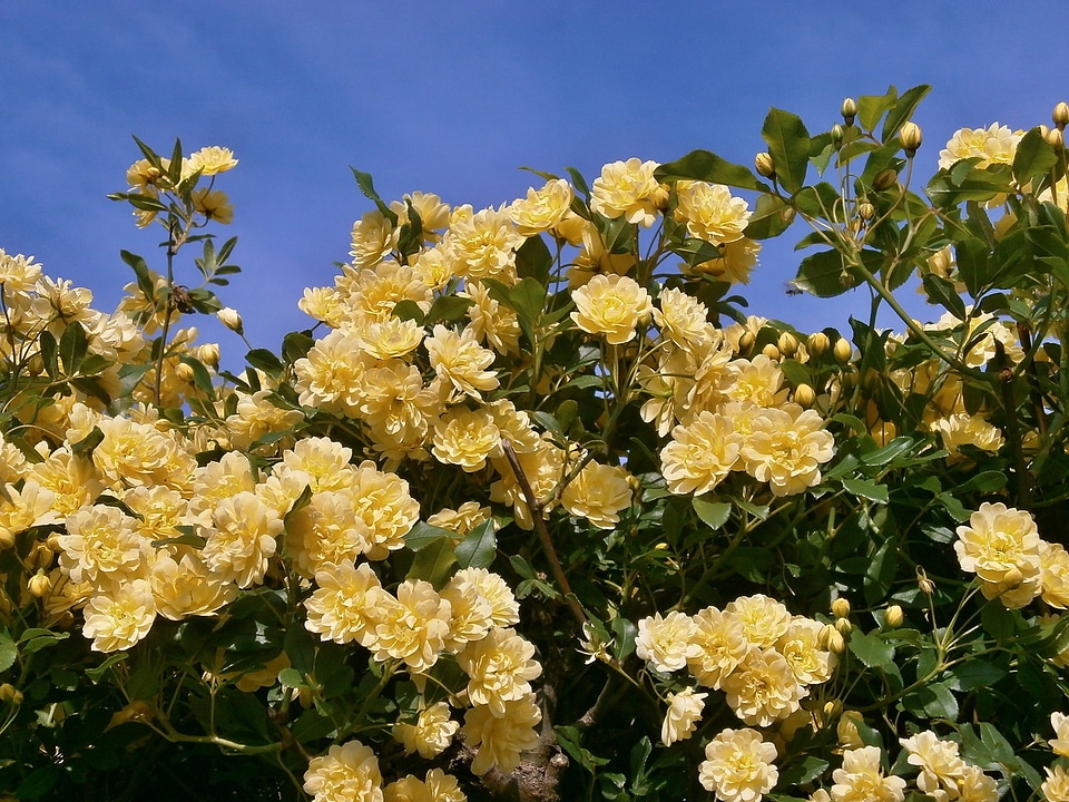Yellow flowers miniature roses rose garden