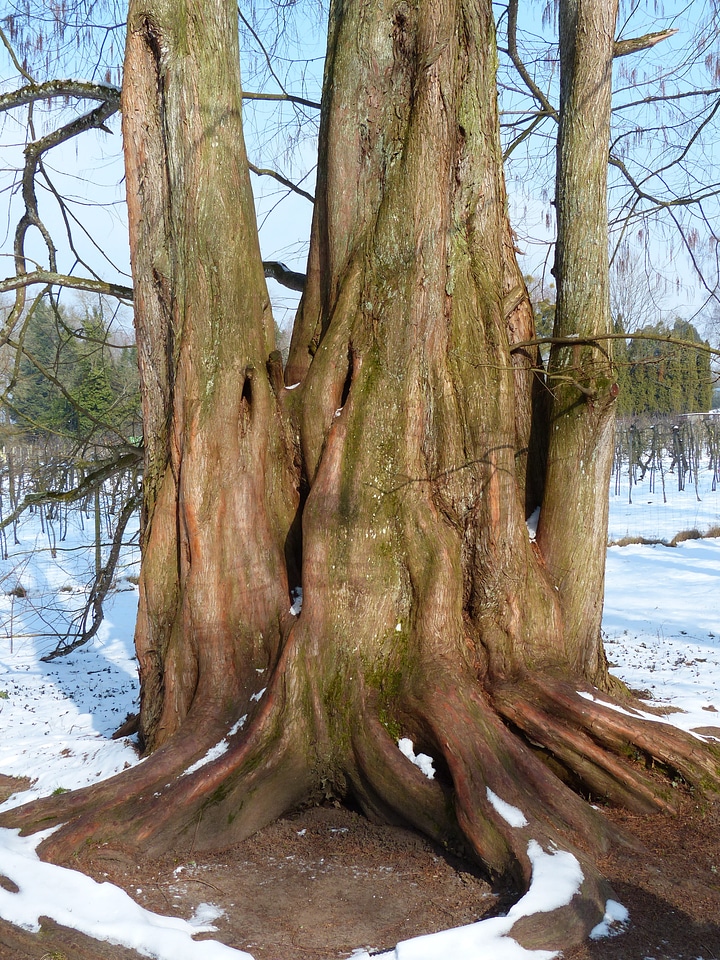 Geoskop redwood metasequoia glyptostroboides chinese redwood