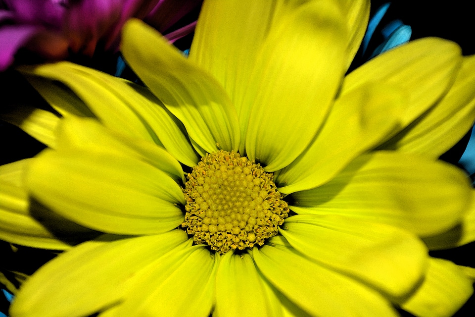 Plant natural blossom