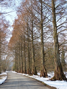 Sequoia geoskop redwood metasequoia glyptostroboides