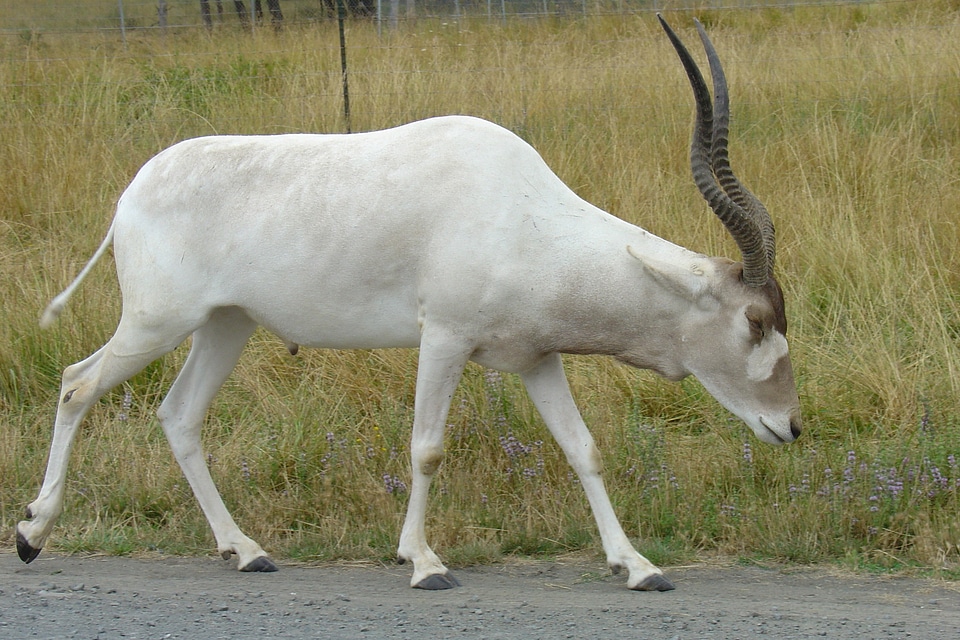 Antlers wildlife safari animals