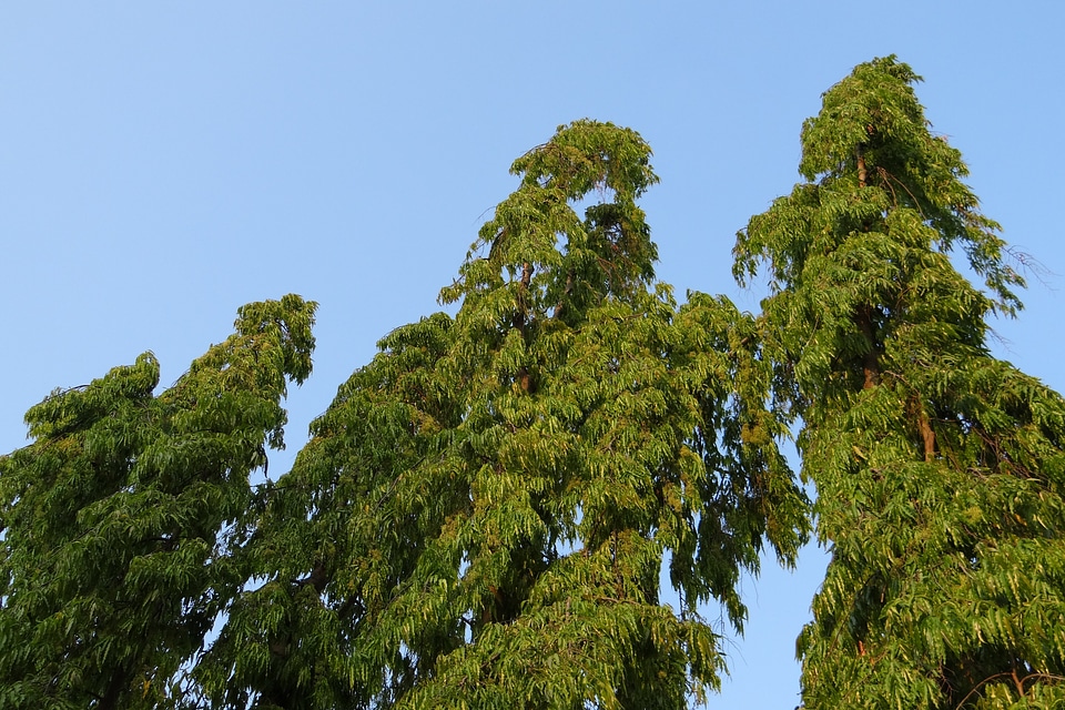 The buddha tree indian mast tree indian fir tree
