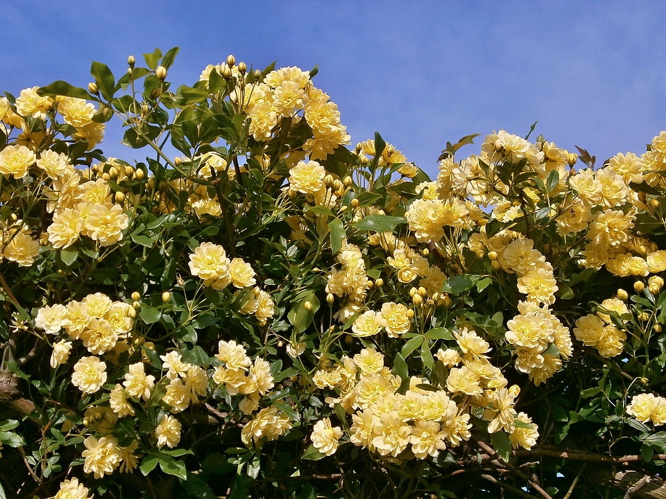 Yellow flowers miniature roses rose garden