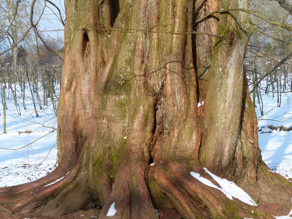 Geoskop redwood metasequoia glyptostroboides chinese redwood