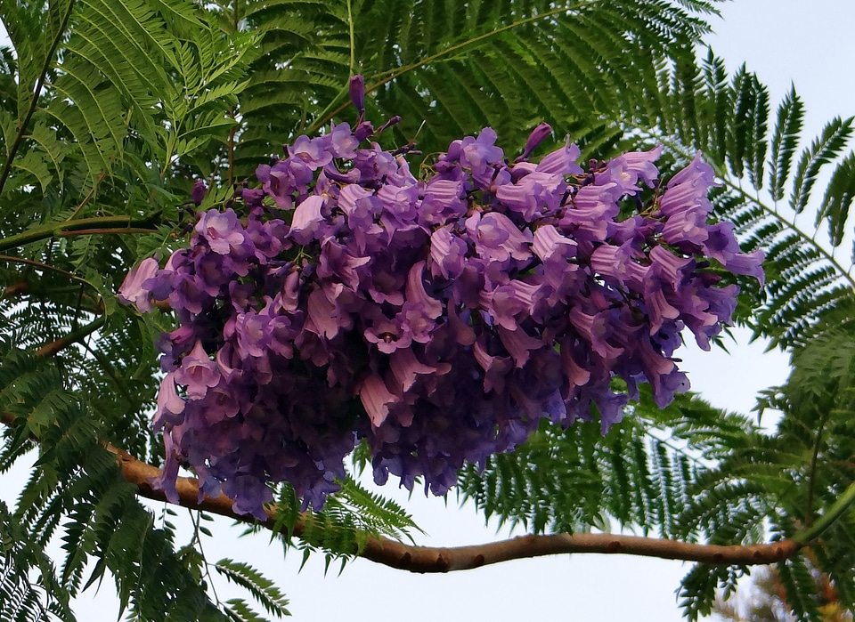 Blue jacaranda black poui fern tree