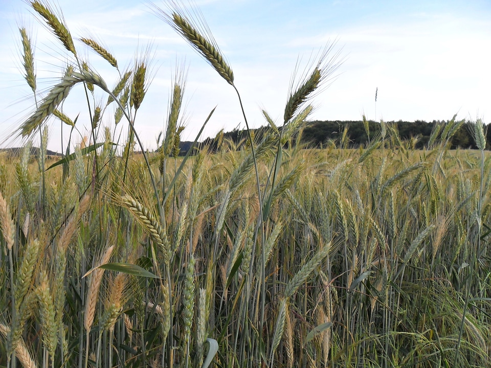 Landscape cereals spike