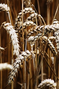 Nature grain wheat field