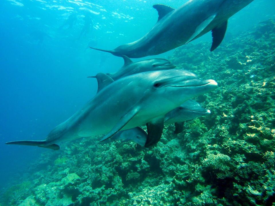 Underwater water sea
